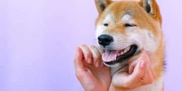 portrait of shiba inu dog crypto